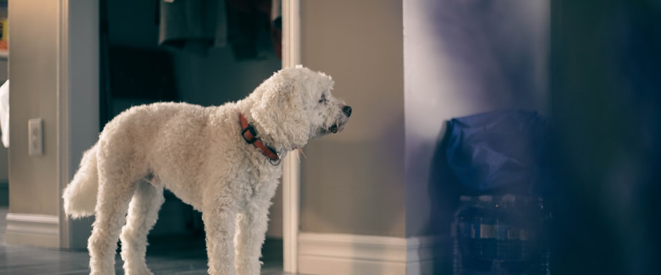 Alarme maison compatible animaux domestiques