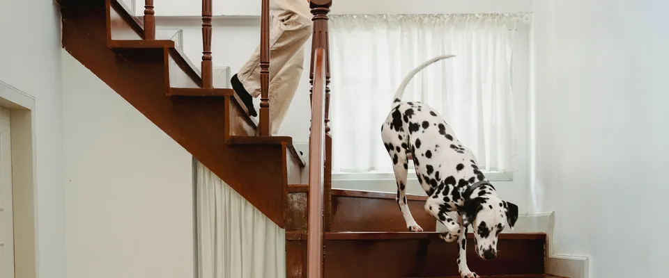 Alarme maison avec animaux : éviter les fausses alertes (chat, chien)